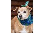 Adopt Barnie a Tan/Yellow/Fawn Dachshund / Mixed dog in Hamilton, MT (41199721)