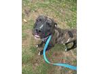 Adopt Alabama a Brindle American Pit Bull Terrier / Mixed dog in Baton Rouge
