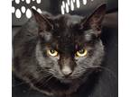 Adopt Betty (Cat Cafe) a All Black Domestic Shorthair / Mixed Breed (Medium) /