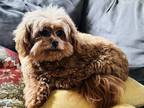 Adopt Sadie a Tan/Yellow/Fawn Pekingese / Poodle (Miniature) / Mixed dog in