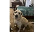 Adopt Jack a Tan/Yellow/Fawn Great Pyrenees / Mixed dog in Oklahoma City