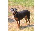 Adopt jax a Black - with Tan, Yellow or Fawn Miniature Pinscher / Mixed dog in