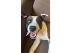 Adopt Banjo a White - with Brown or Chocolate American Pit Bull Terrier / Mixed