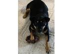 Adopt Sadie a Black - with Tan, Yellow or Fawn Black and Tan Coonhound /