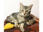 Adopt Stevie & Robbie a Brown Tabby Domestic Shorthair (short coat) cat in