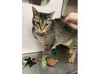 Adopt Giza a Brown or Chocolate (Mostly) Domestic Shorthair / Mixed cat in