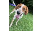 Adopt Gale a White German Shorthaired Pointer / Mixed Breed (Medium) / Mixed