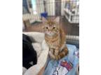 Adopt Benji a Orange or Red Domestic Shorthair / Domestic Shorthair / Mixed cat