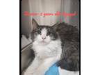 Adopt Jeanna a Brown or Chocolate Domestic Longhair / Domestic Shorthair / Mixed