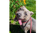 Adopt China a Gray/Blue/Silver/Salt & Pepper American Pit Bull Terrier / Mixed