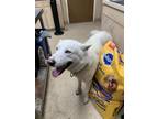 Adopt F24 FC 475 Blanco a White Husky / Mixed dog in La Grange, TX (41355349)