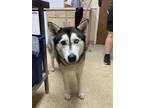 Adopt F24 FC 476 Bolas a White Husky / Mixed dog in La Grange, TX (41355348)