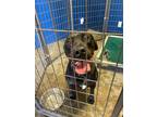 Adopt Knight a Black Labrador Retriever / Mixed dog in Santa Paula