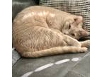 Adopt Noah a Tan or Fawn Tabby Domestic Shorthair (short coat) cat in Harlingen