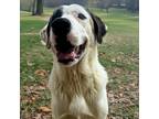 Adopt Earl a White - with Black Great Pyrenees dog in Louisville, KY (40895438)