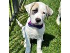 Adopt Earl a White - with Black Great Pyrenees dog in Louisville, KY (40895438)