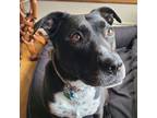 Adopt Zizi - AVAILABLE a Pit Bull Terrier / Mixed dog in Seattle, WA (38809820)