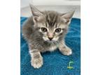Adopt Puddin a Gray or Blue Domestic Shorthair / Domestic Shorthair / Mixed cat