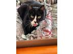 Adopt Halstein a Domestic Shorthair cat in Milltown, NJ (41160370)