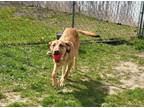 Adopt Parker a Tan/Yellow/Fawn Labrador Retriever / Mixed dog in Middletown