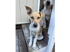 Adopt Nani a Tan/Yellow/Fawn - with White Catahoula Leopard Dog / Mixed dog in