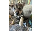 Adopt Betty a Brown/Chocolate - with Tan Husky / Shepherd (Unknown Type) / Mixed