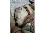 Adopt Myla a Brindle - with White American Pit Bull Terrier / Mixed dog in