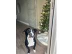 Adopt Ledger a Black - with White Mixed Breed (Medium) / Mixed dog in Tempe