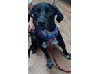 Adopt Gojo a Black Labrador Retriever / Mixed dog in New Smyrna Beach