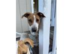 Adopt Rosie a Brown/Chocolate - with White Catahoula Leopard Dog / Mixed dog in