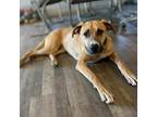 Adopt Atticus a Shepherd (Unknown Type) dog in Vail, AZ (41351296)
