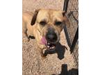 Adopt Chubbs a Shar Pei dog in Littleton, CO (41355270)