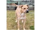 Adopt Chubbs a Shar Pei dog in Littleton, CO (41355270)
