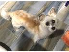 Adopt Bella a Chinese Crested / Terrier (Unknown Type, Medium) / Mixed dog in