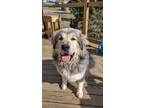 Adopt Luna a Tan/Yellow/Fawn Tibetan Mastiff / Great Pyrenees / Mixed dog in