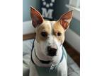 Adopt Marshall a White - with Tan, Yellow or Fawn Carolina Dog / Mixed dog in