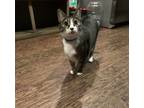 Adopt Mia a Gray or Blue Domestic Mediumhair / Mixed (medium coat) cat in