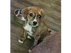 Adopt Schnuffles a Brown/Chocolate - with White Jack Russell Terrier dog in Ola