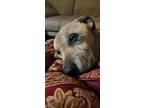 Adopt Apollo a Tan/Yellow/Fawn Shepherd (Unknown Type) / Mixed dog in Madison