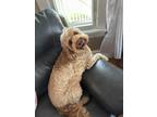 Adopt Jax a Tan/Yellow/Fawn Goldendoodle / Mixed dog in Hamilton, NJ (41355207)