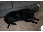 Adopt Bearbear a Black - with White Labrador Retriever / Pitsky / Mixed dog in