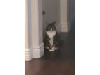 Adopt Harriet a Black & White or Tuxedo Domestic Shorthair / Mixed (short coat)