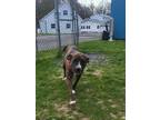 Adopt Spirit a Brindle - with White Boxer / American Pit Bull Terrier / Mixed