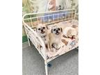 Adopt Amber and Olive a White - with Tan, Yellow or Fawn Brussels Griffon / Pug