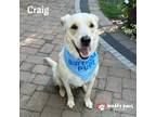 Adopt Craig (Courtesy Post) a Tan/Yellow/Fawn Labrador Retriever dog in Council
