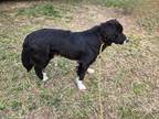 Adopt Ace a Border Collie / Labrador Retriever / Mixed dog in Crocker