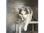 Adopt Cooper a Domestic Shorthair / Mixed (short coat) cat in Ladysmith
