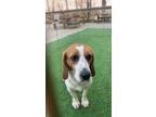 Adopt JOURNEY a Beagle / Mixed dog in Hartville, WY (41279865)