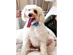 Adopt Bailey a Tan/Yellow/Fawn Labradoodle / Mixed dog in Santa Barbara