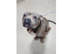 Adopt Scott a Gray/Blue/Silver/Salt & Pepper American Pit Bull Terrier / Mixed